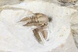Pair Of Cyphaspis Carrolli Trilobites - Oklahoma #168868-4